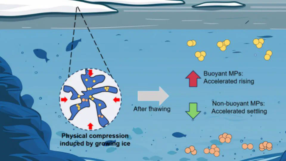 Revealing the Freezing-Induced Alteration in Microplastic Behavior and Its Implication for the Microplastics Released from Seasonal Ice